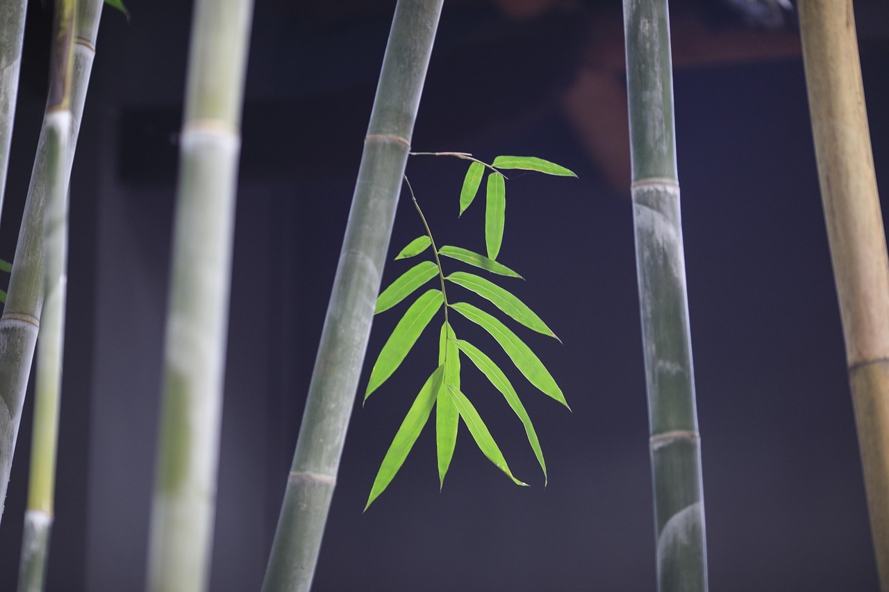 bamboo-4315863_1280